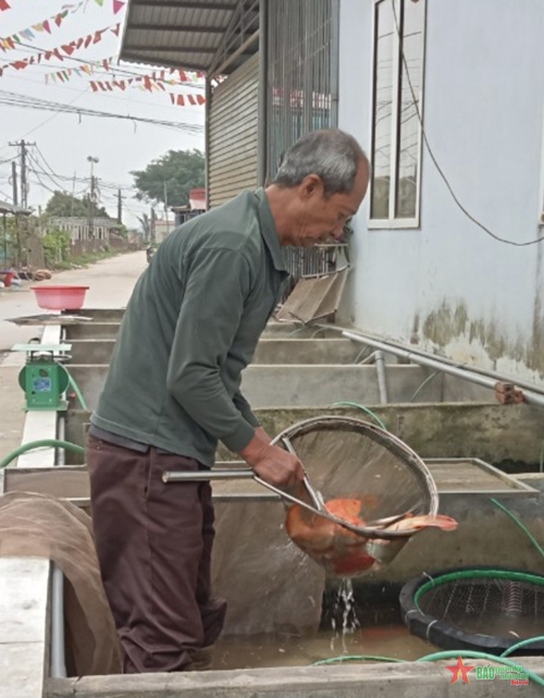 Làng nghề nuôi cá chép đỏ Thủy Trầm cho thu nhập cao